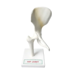 Hip Joint Model